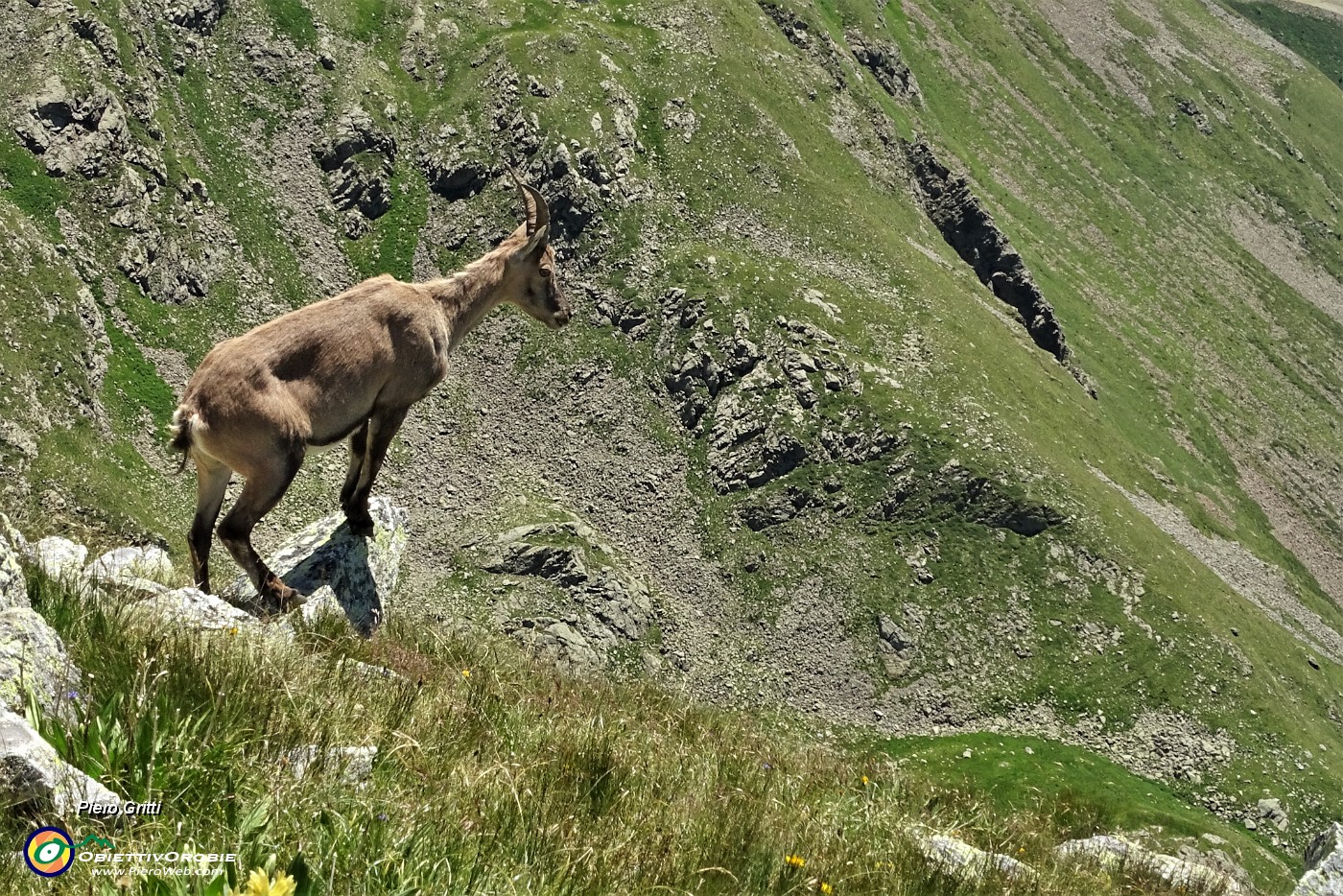 41 A precipizio sui pascoli della Val Carisole.JPG